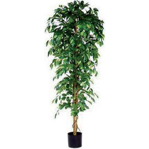 Ficus Benjamina 210cm – Vepabins