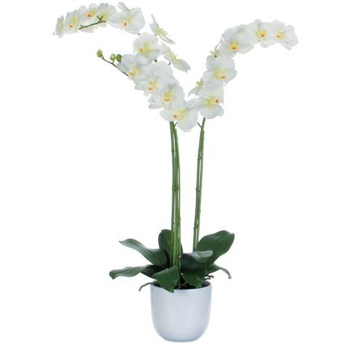 Orchidej Phalaenopsis 100 cm – Vepabins