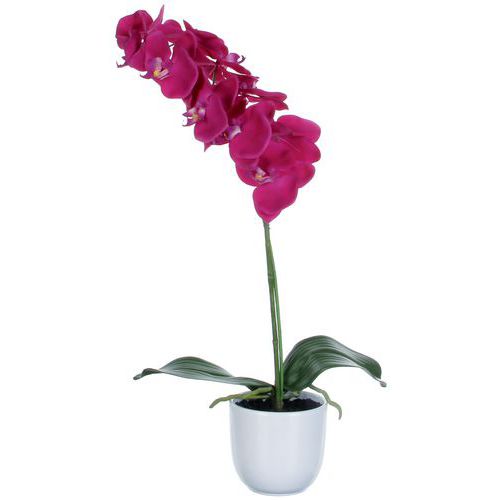 Orchidej Phalaenopsis 60 cm – Vepabins