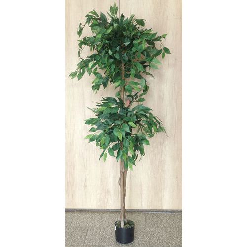 Strom Fikus Bonsai, uml rostlina, 150 cm
